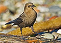 Euphagus cyanocephalus